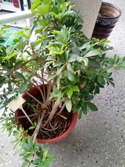 Heptapleurum arboricola