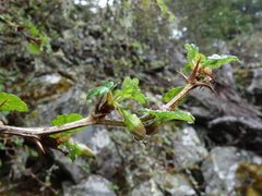 Ribes formosanum