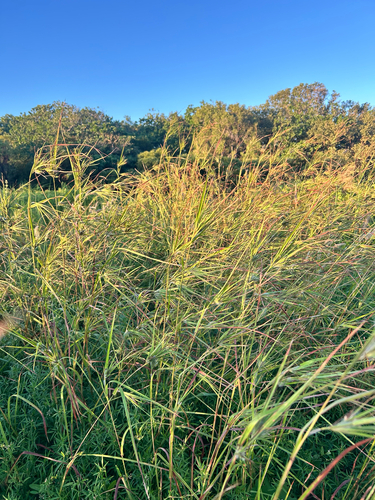 Themeda arguens