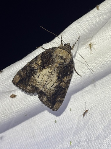 Nutmeg Underwing photo 5