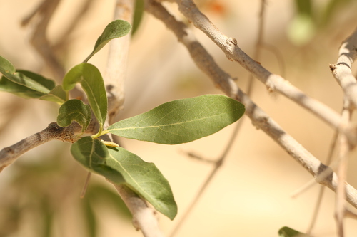 Cordia sinensis, photograph 2