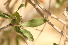 (c) Chaym Turak, some rights reserved (CC BY-SA) Cordia sinensis, photograph (c) Chaym Turak, some rights reserved (CC BY-SA)