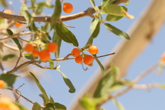 Cordia sinensis
