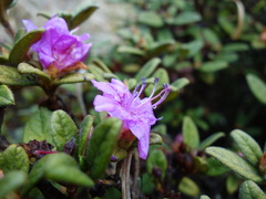Rhododendron rubropilosum