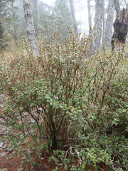 Rhododendron rubropilosum