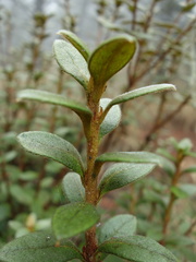 Rhododendron rubropilosum