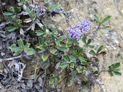 Ceanothus confusus