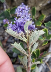 Ceanothus confusus