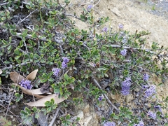 Ceanothus confusus