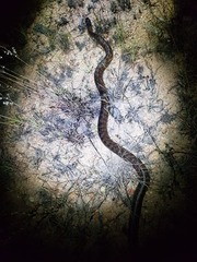 Aspidites melanocephalus