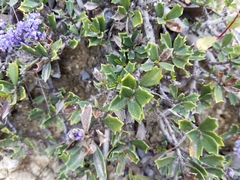 Ceanothus confusus