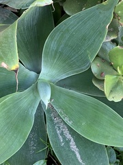 Agave mitis