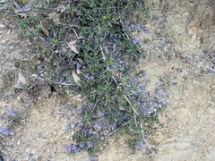Ceanothus confusus
