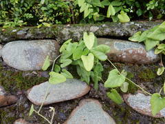 Aristolochia kaempferi