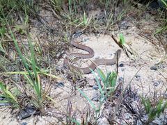 Pygopus schraderi