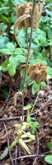 Fritillaria affinis, photograph author not stated, no rights reserved
