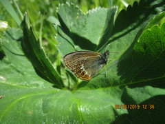 Coenonympha hero