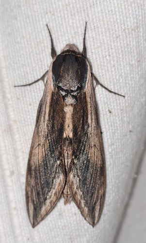 Privet Hawkmoth