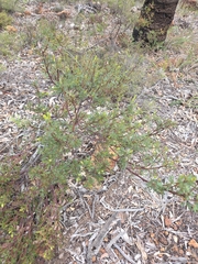 Acacia drummondii, photograph (c) Belinda Forbes, some rights reserved (CC BY)