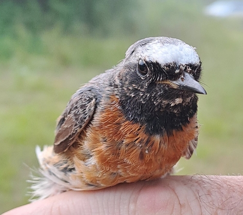 Common Redstart