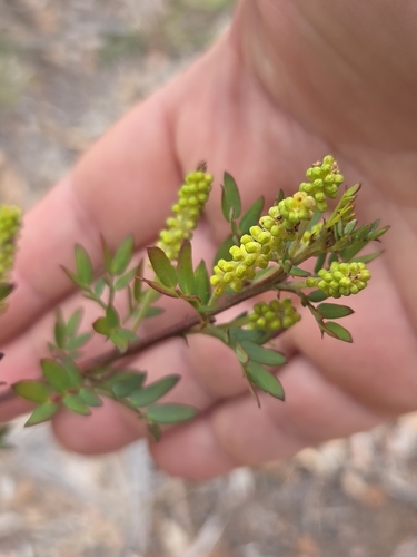 Acacia drummondii, photograph 5