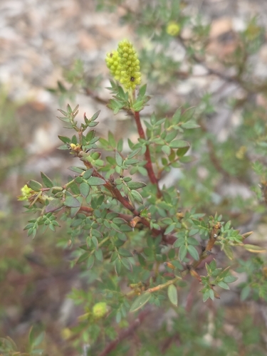 Acacia drummondii, photograph 6