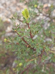 Acacia drummondii, photograph (c) Belinda Forbes, some rights reserved (CC BY)