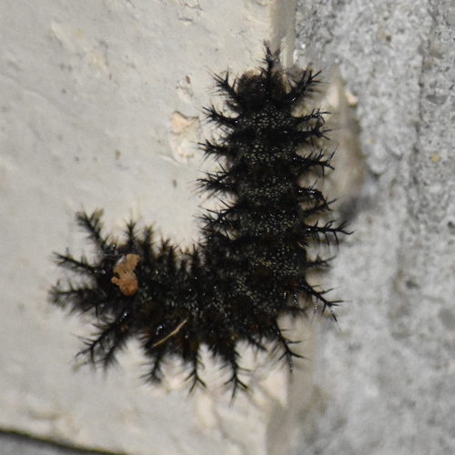 Gulf Coast Buck Moth
