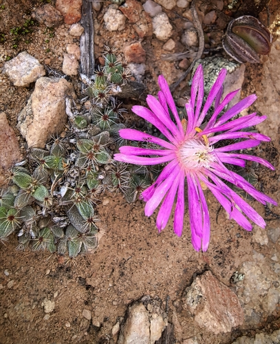 Trichodiadema marlothii, photograph 5