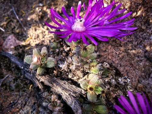 Trichodiadema marlothii, photograph 6