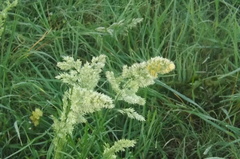 Poa arachnifera