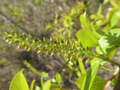 Salix pierotii