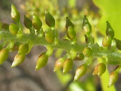 Salix pierotii