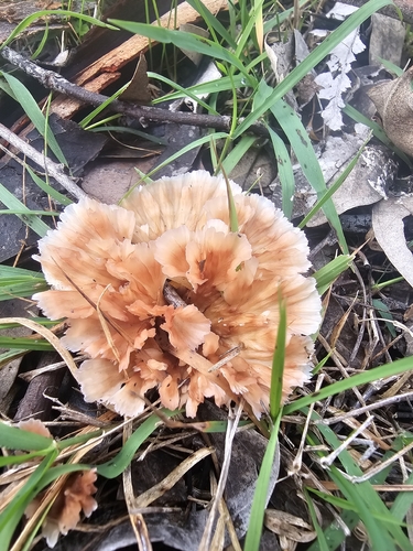 Wine Glass Fungus