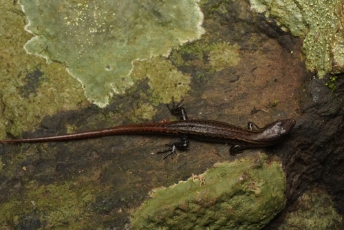 Baden ground skink, Scincella badenensis