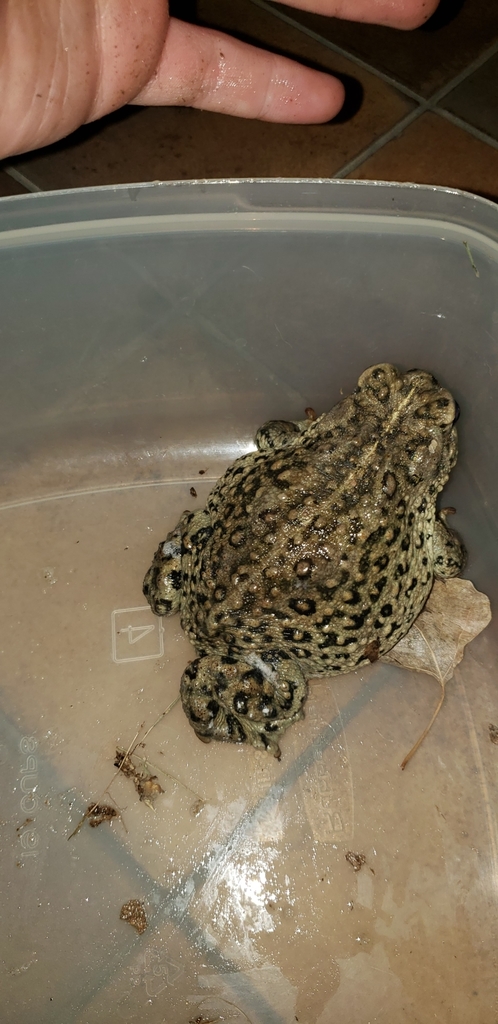 California Toad from Newberry Springs, CA 92365, USA on April 22, 2020 ...