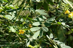 Senna acclinis