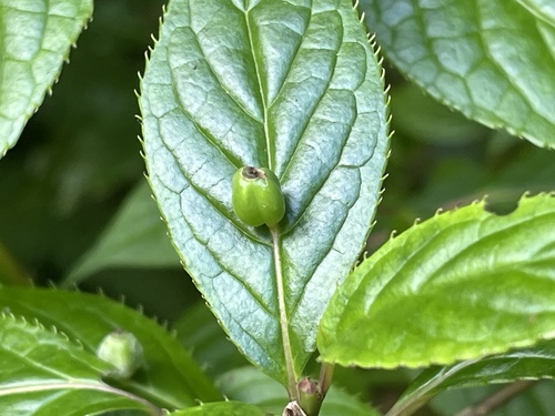 Helwingia japonica, photograph 3