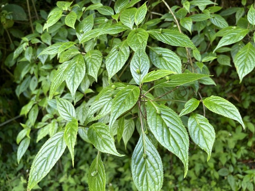 Helwingia japonica, photograph 4