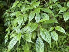 (c) 謝麗霦, some rights reserved (CC BY) Helwingia japonica, photograph (c) 謝麗霦, some rights reserved (CC BY)