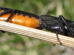 Bibio rufiventris