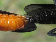 Bibio rufiventris