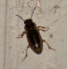 Stenolophus binotatus