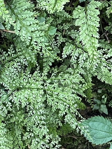 Asplenium tenuifolium, 2026-06-20