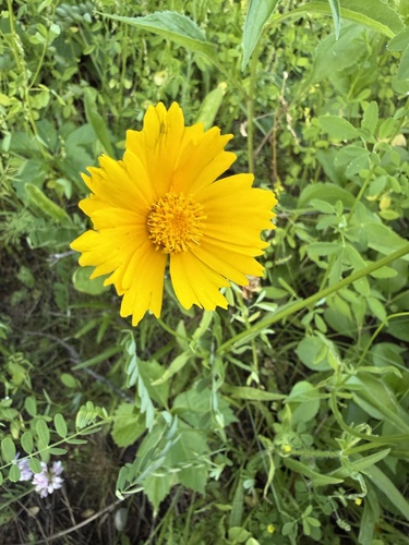 Lance-leaved Coreopsis