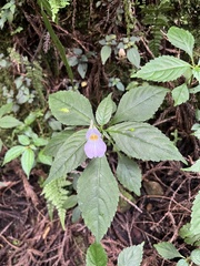 Impatiens uniflora, photograph (c) 謝麗霦, some rights reserved (CC BY)