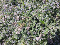 Ceanothus foliosus