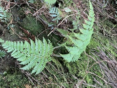 Dryopteris peranema