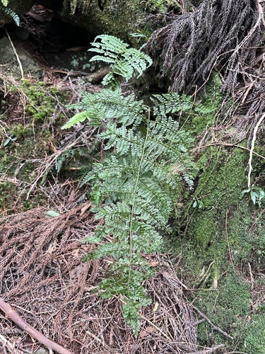 Monachosorum henryi, photograph 4