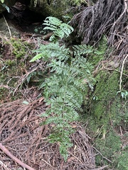 Monachosorum henryi, photograph (c) 謝麗霦, some rights reserved (CC BY)
